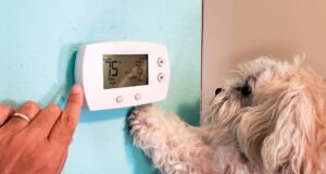 Dogs and your air conditioning unit