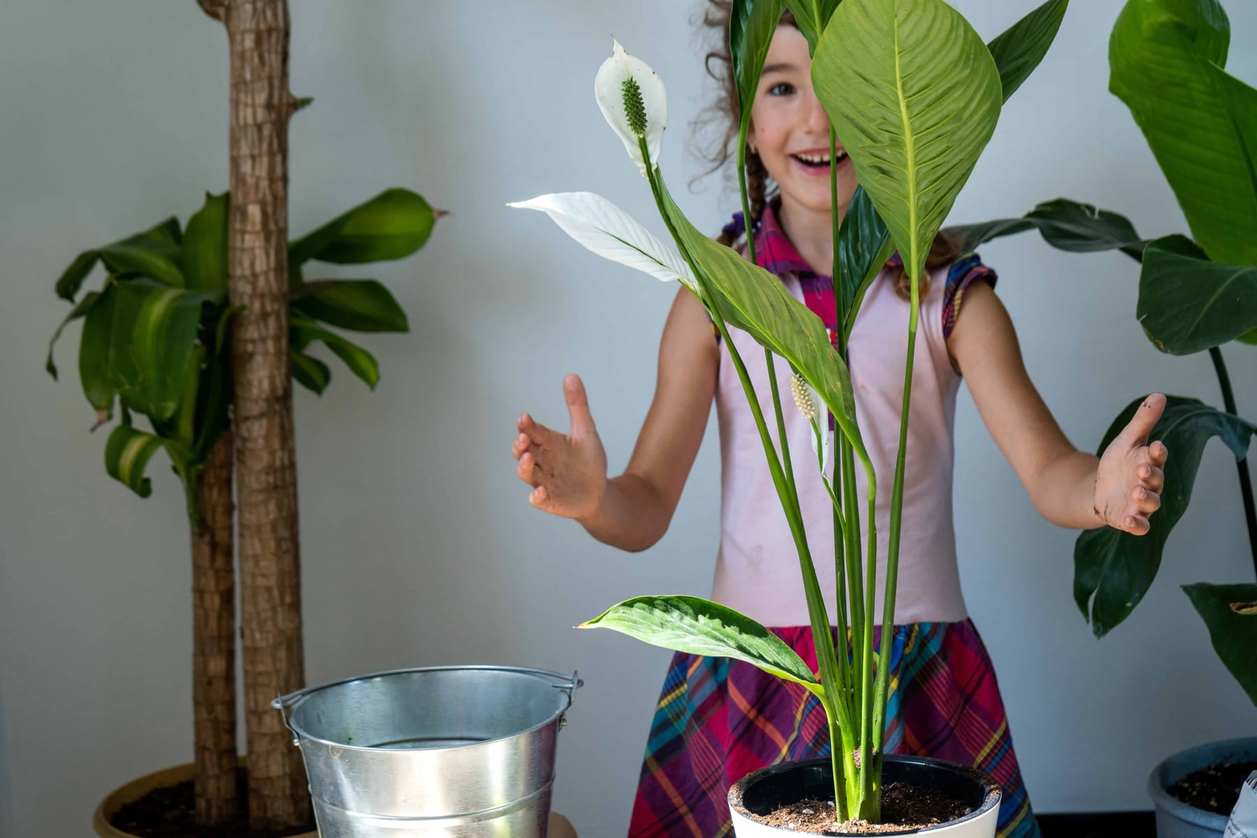 Girl transplants a potted houseplant into a new