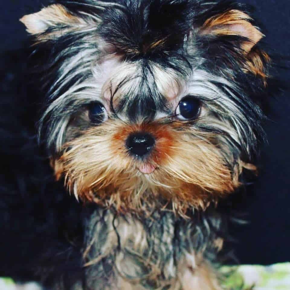 Keeping Your Best Friend Cool: Celebrating National Dog Day with HVAC Tips