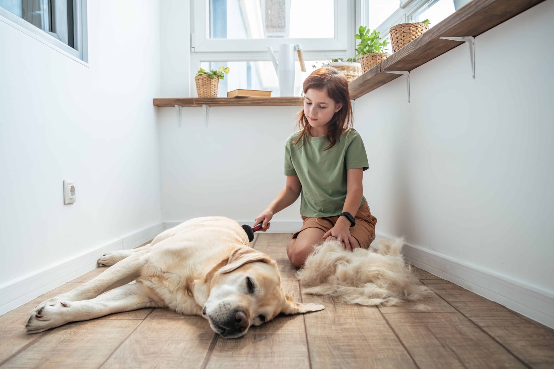 Girl combing the hair of her labrador dog